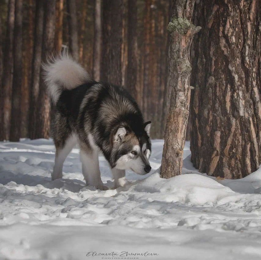 Malamute de Alaska