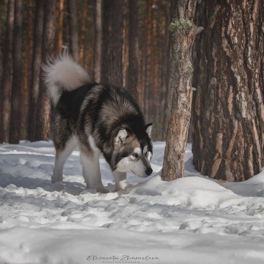 Foto Alaskan Malamute