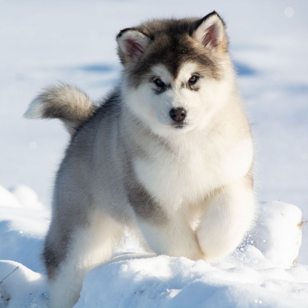 Купить Averigüe sobre la disponibilidad de cachorros y las camadas planificadas