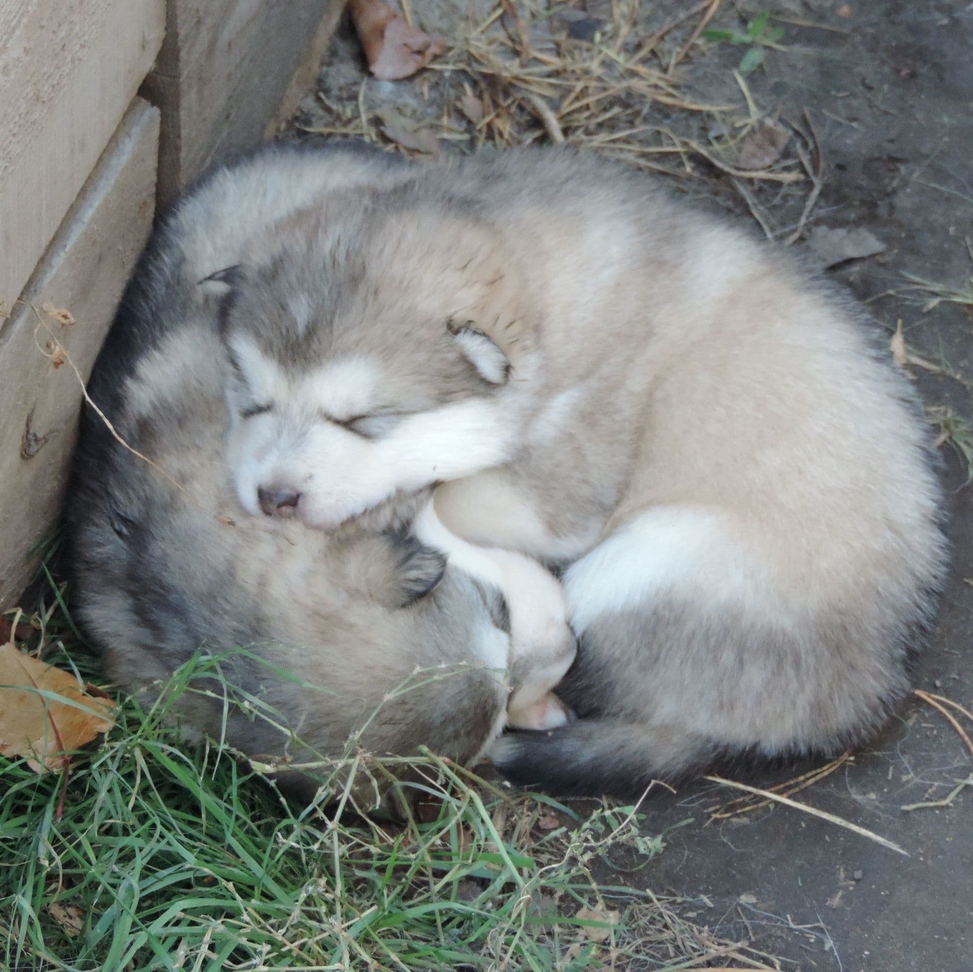 Alaskan Malamute puppies for sale