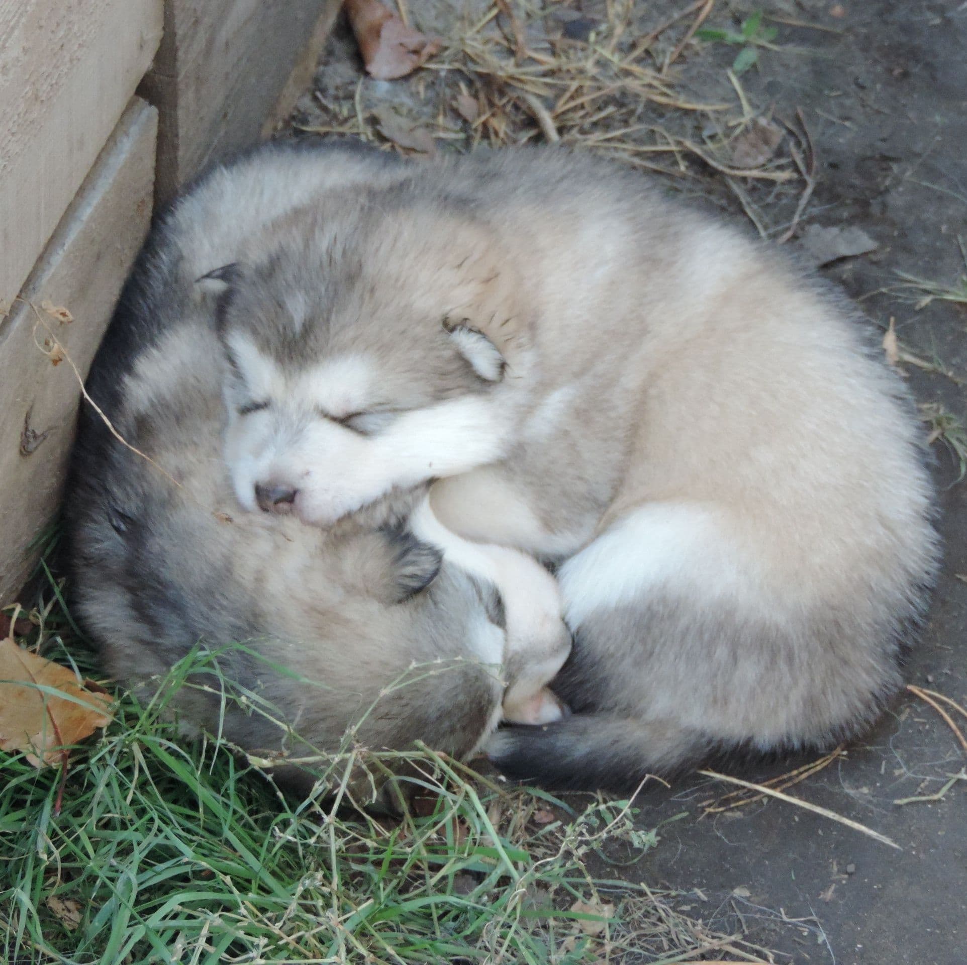 Alaskan Malamute puppies for sale