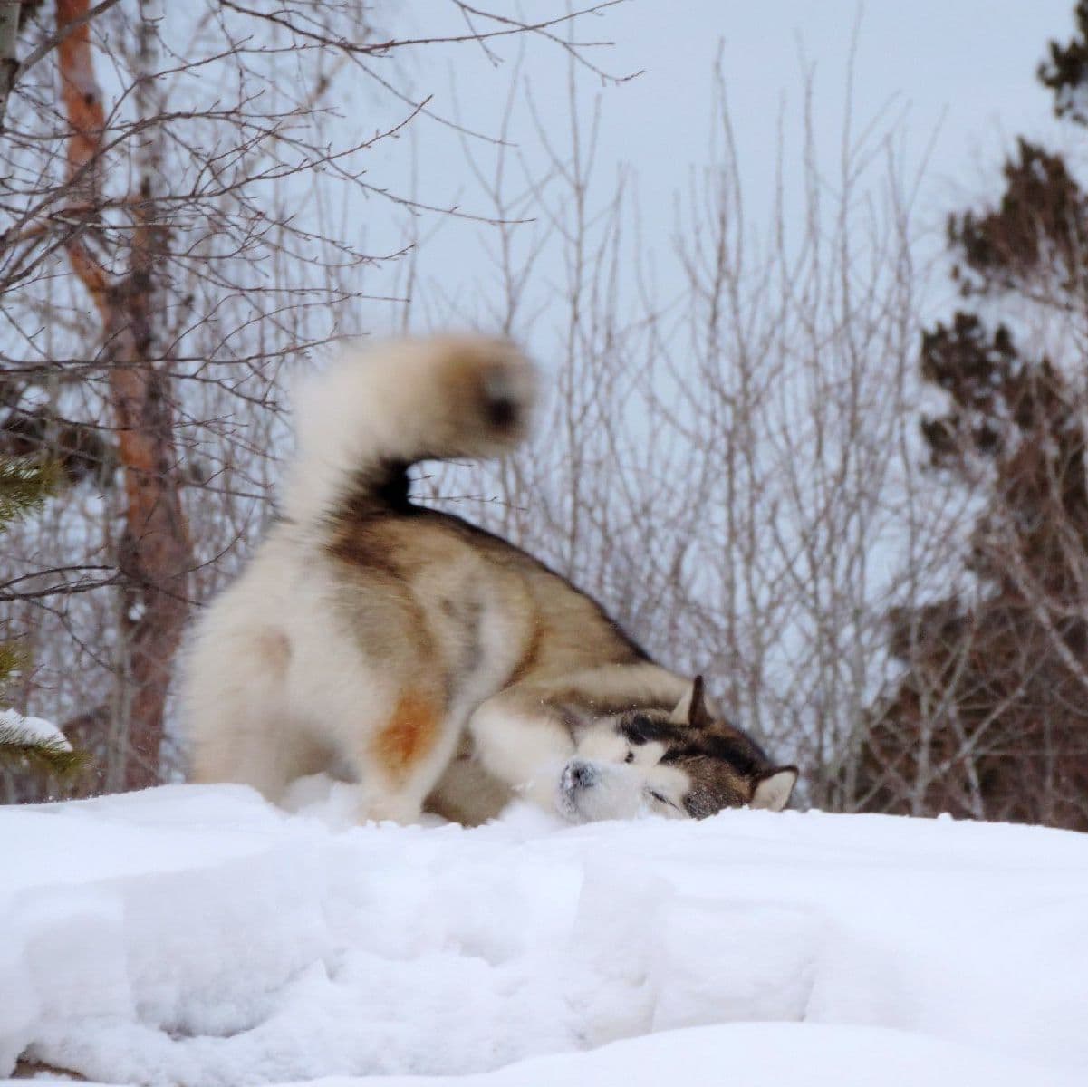 Malamute de Alaska