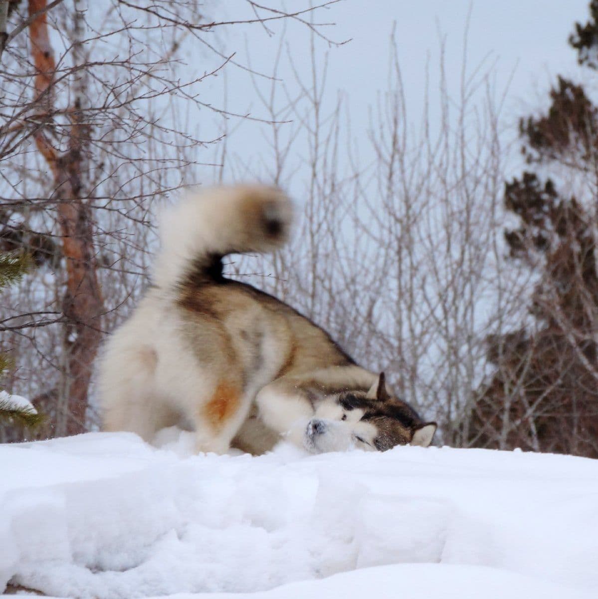 Foto Alaskan Malamute