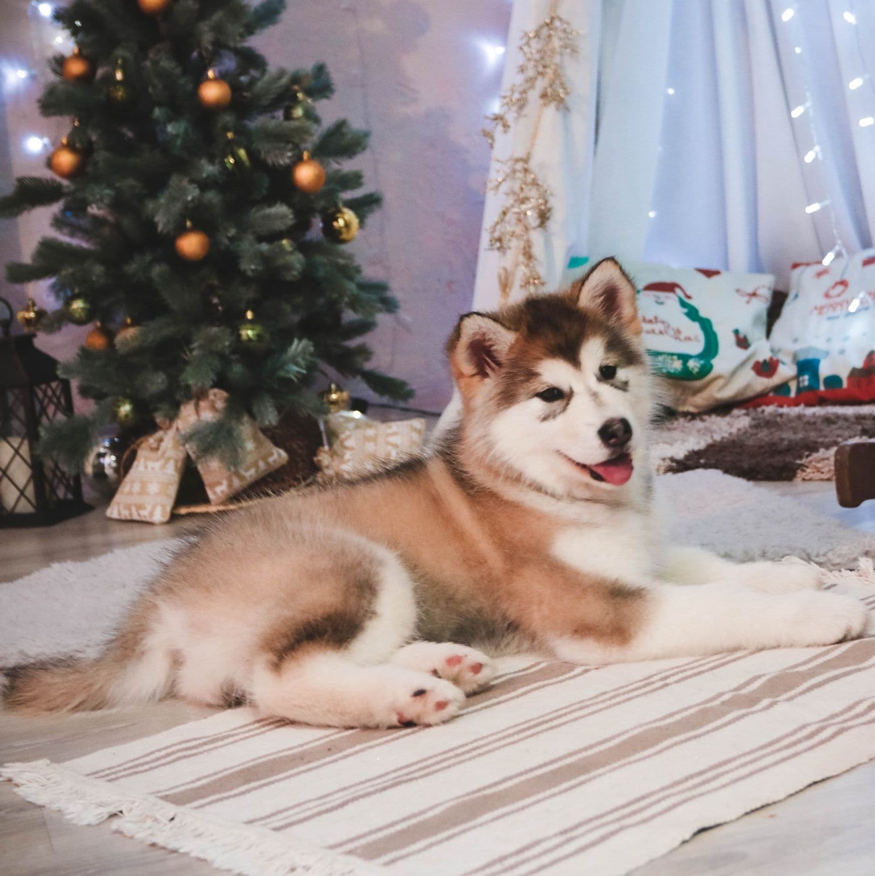 Sable y blanco Alaskan Malamute cachorro