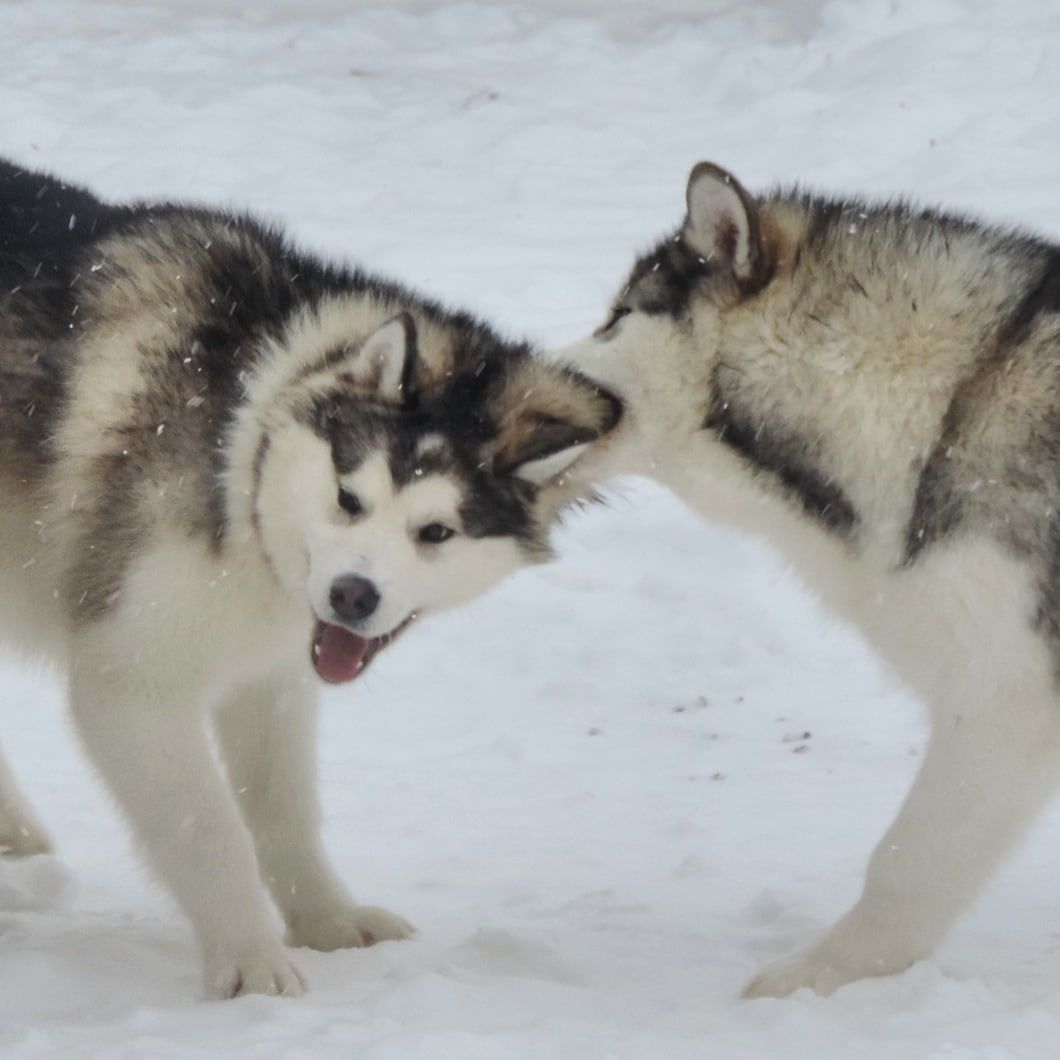 Malamute de Alaska