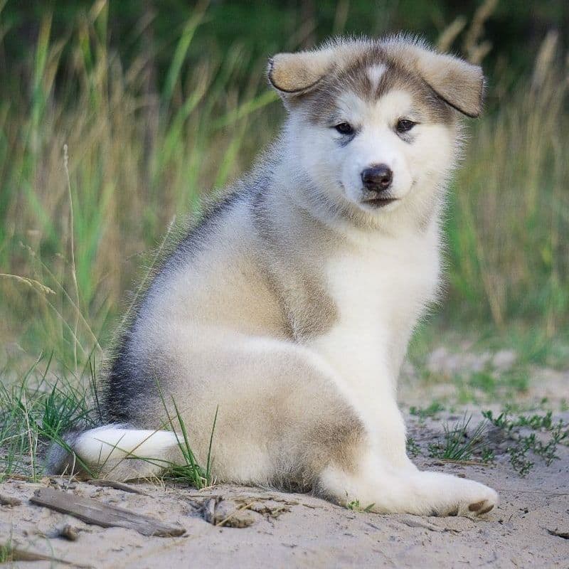 Fotowelpe Alaskan Malamute