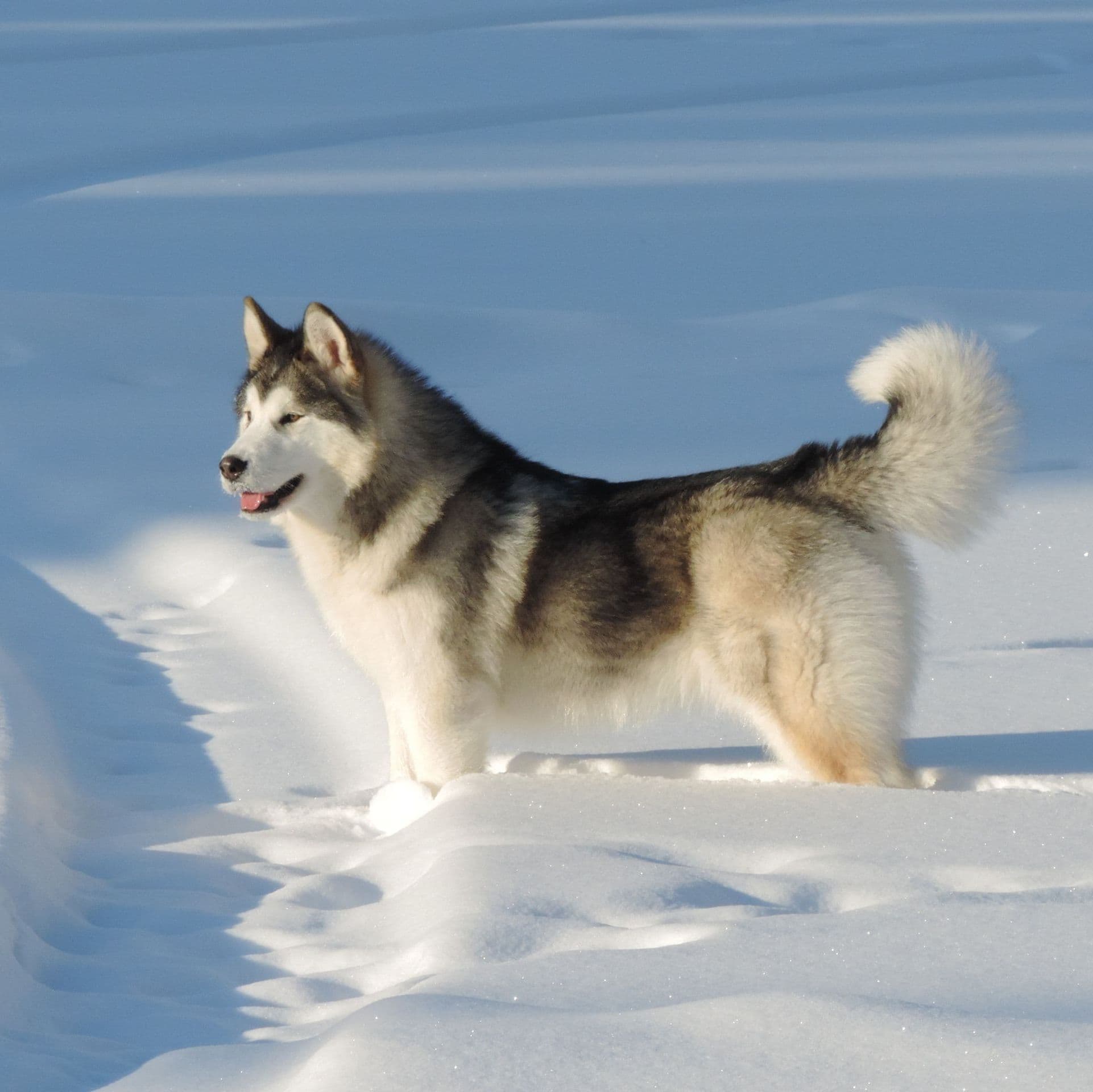 Criadero de perros Malamute de Alaska