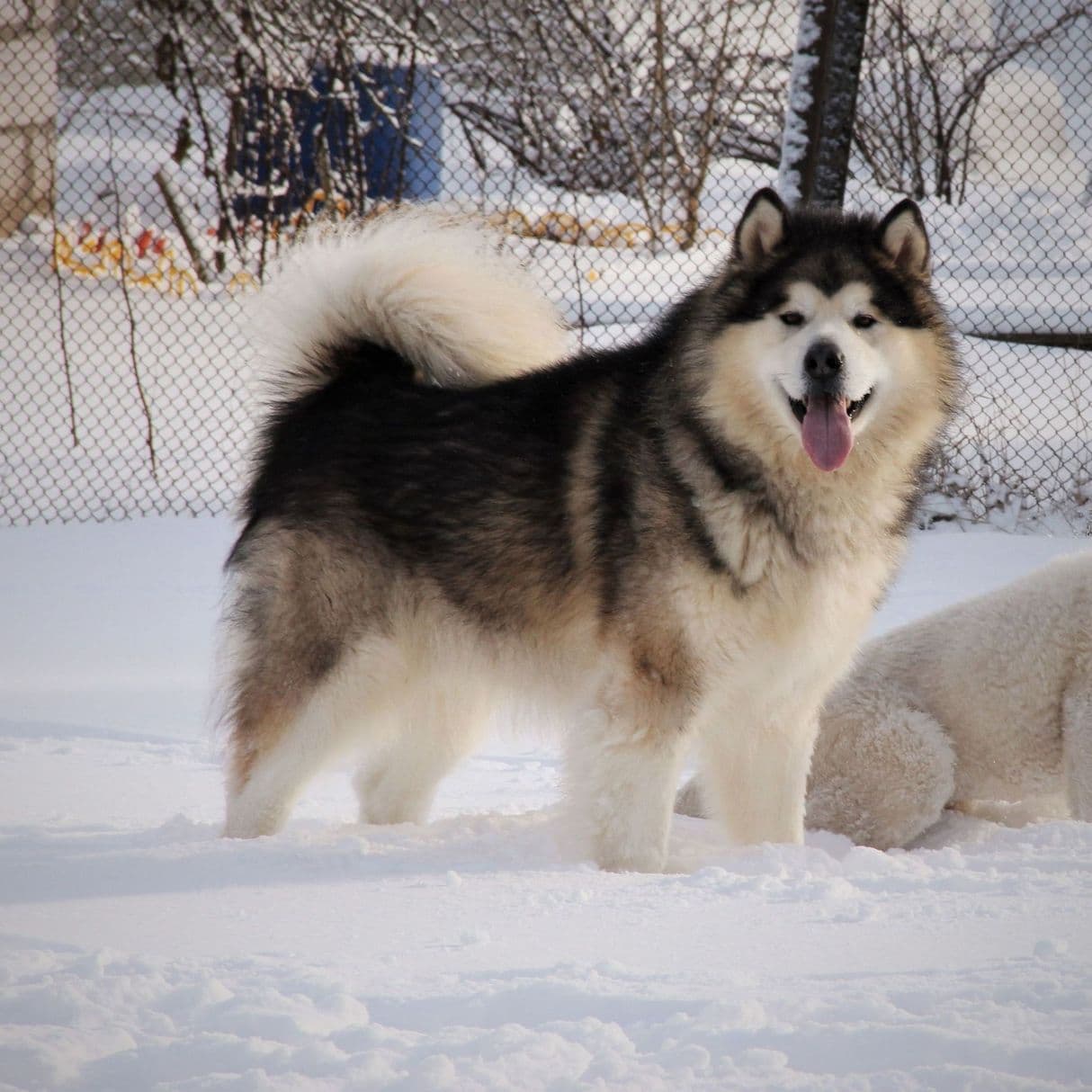 Lord Nord Plut / sable & white Ursus Ot Filippovoy & Ugoda
