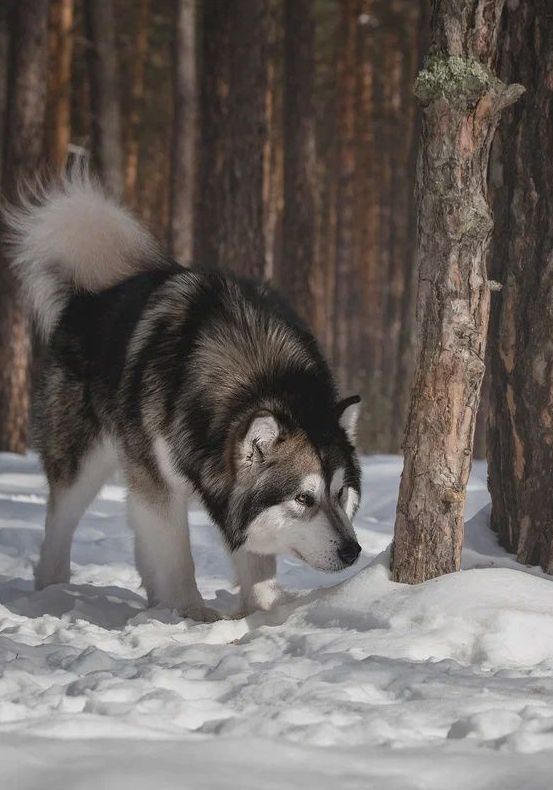Malamute d'Alaska