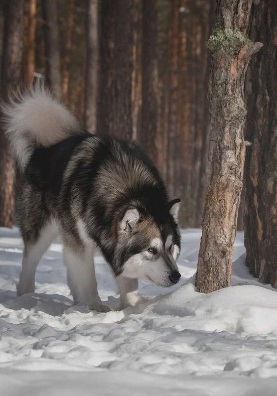 Alaskan Malamute puppies to buy