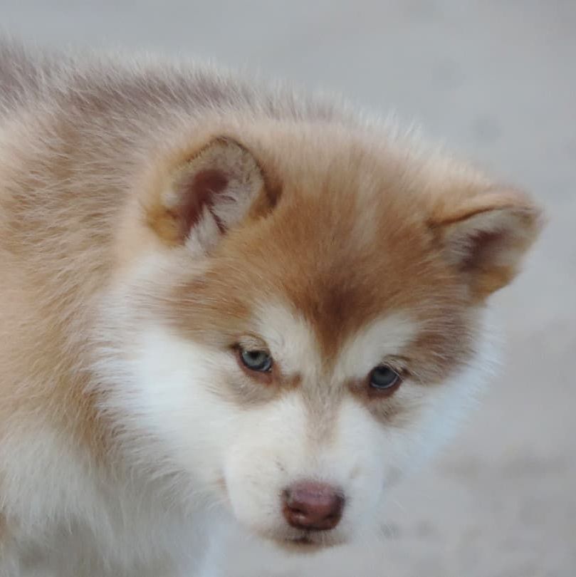 Alaskan Malamute puppies for sale