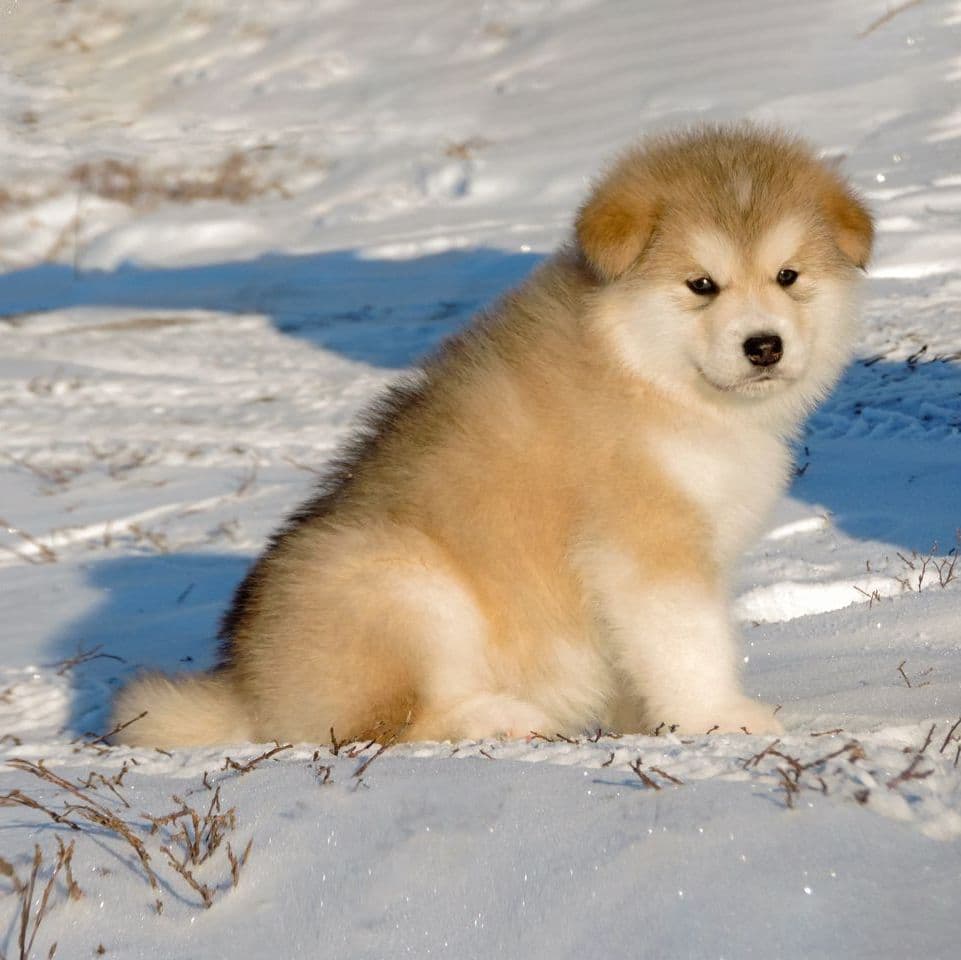 alaskan malamute to buy in the UK