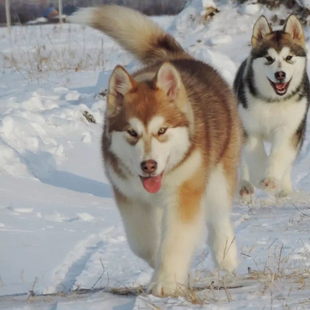 Cachorro Alaskan Malamute rojo y blanco