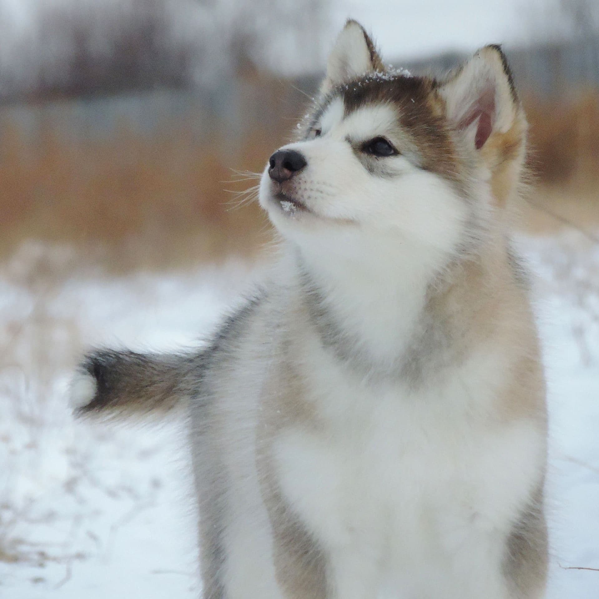alaskan malamute to buy in the UK
