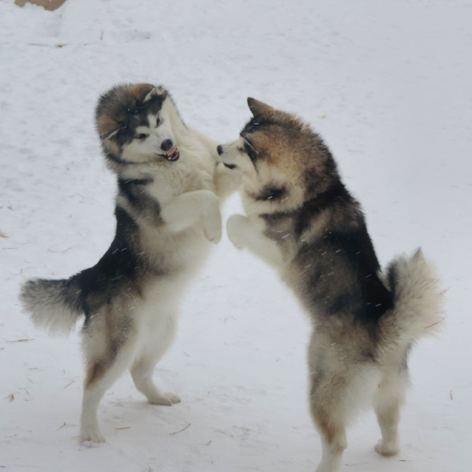 Criadero de perros Malamute de Alaska