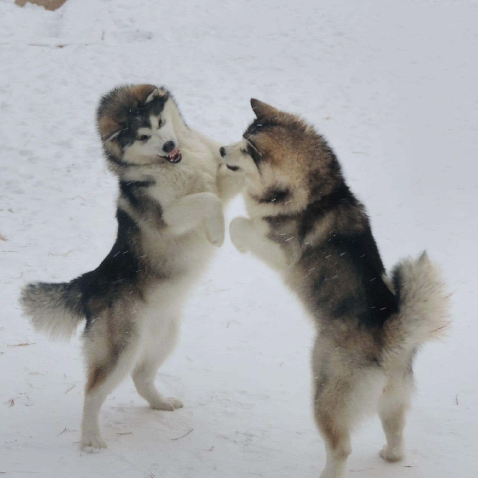 alaskan malamute to buy in the UK