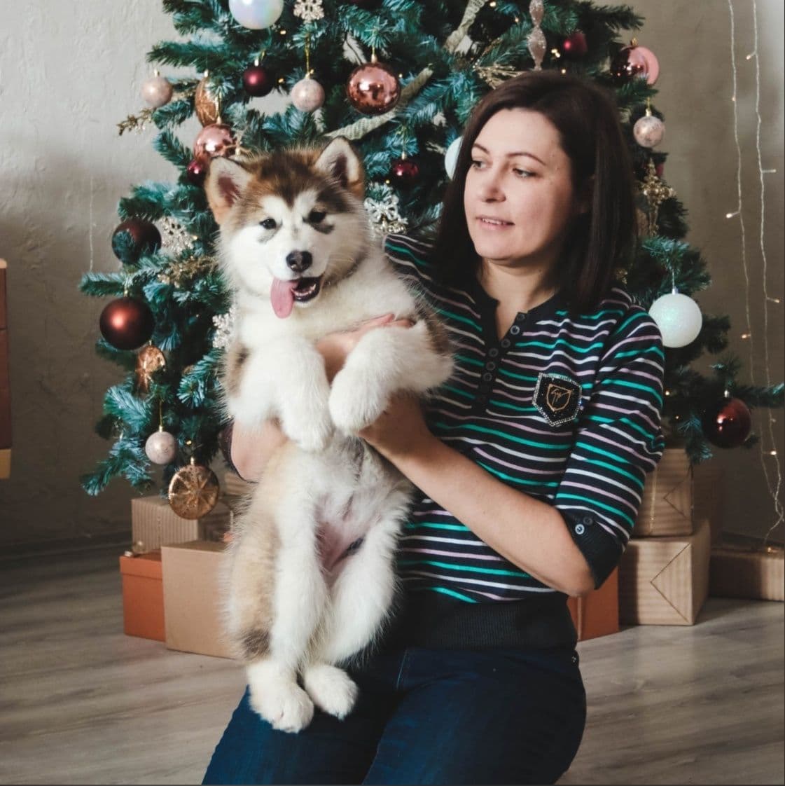 Criadero de perros Malamute de Alaska