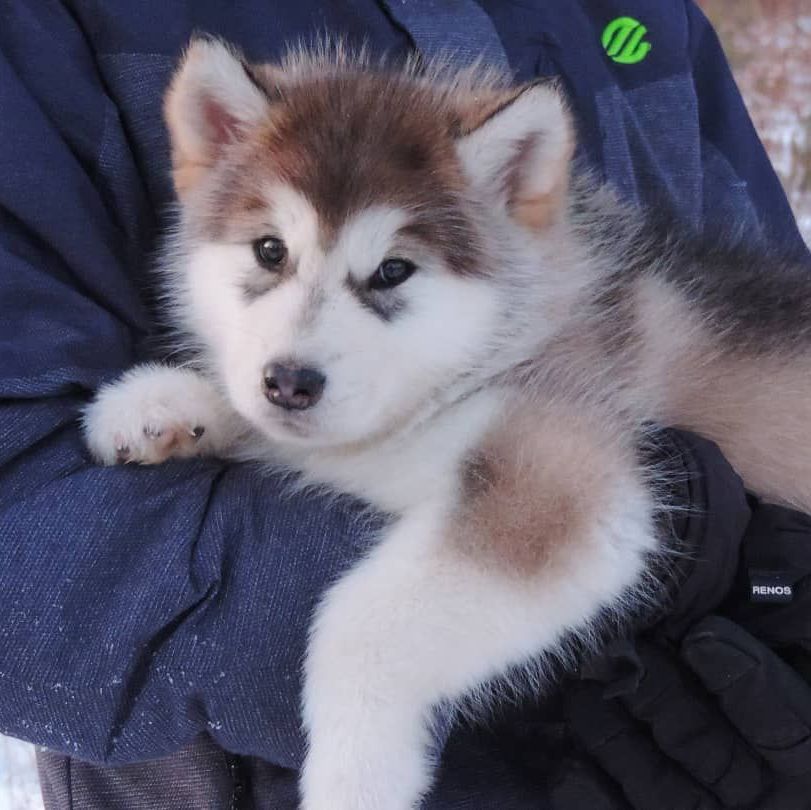 cachorro malamute de alaska