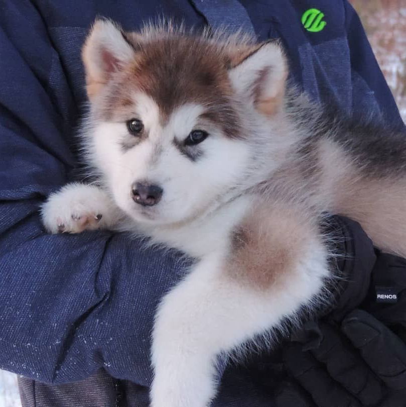 Fotowelpe Alaskan Malamute