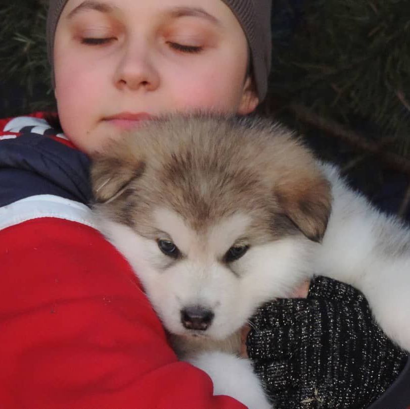 Cachorro Alaskan Malamute para exhibición