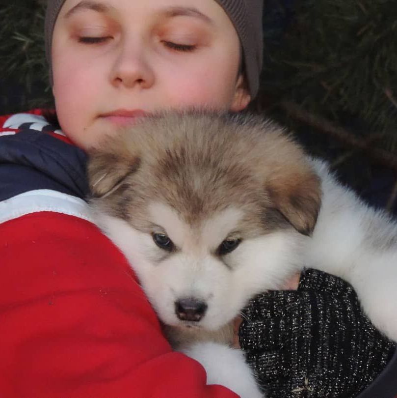 Fotowelpe Alaskan Malamute