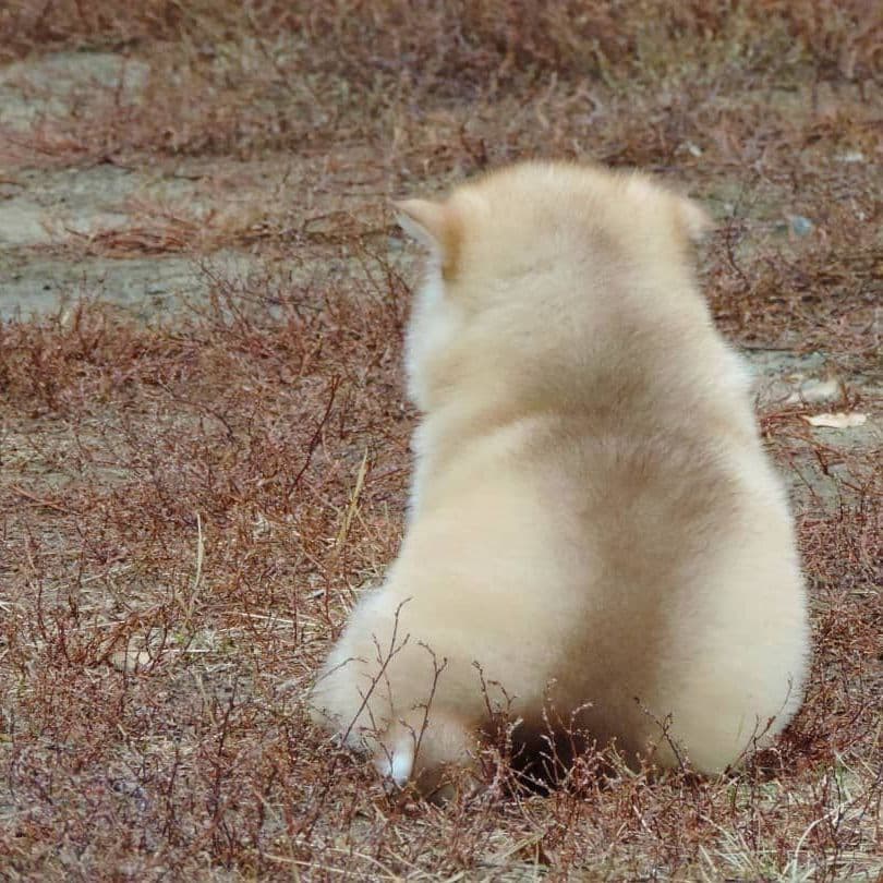 Cachorro Alaskan Malamute rojo y blanco