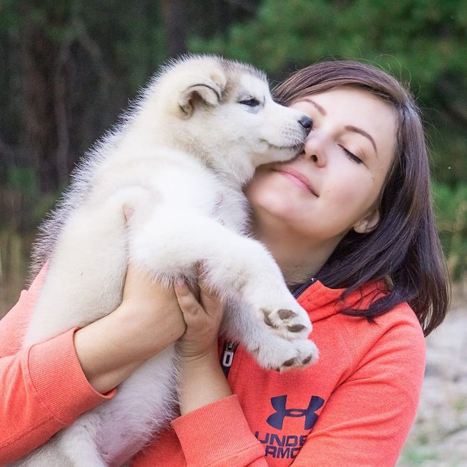 Alaskan Malamute for sale