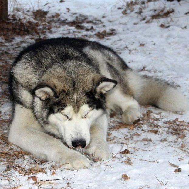 Alaskan Malamute puppies to buy