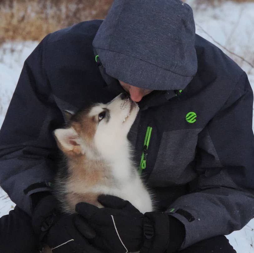 Photo chiots Malamute d'Alaska