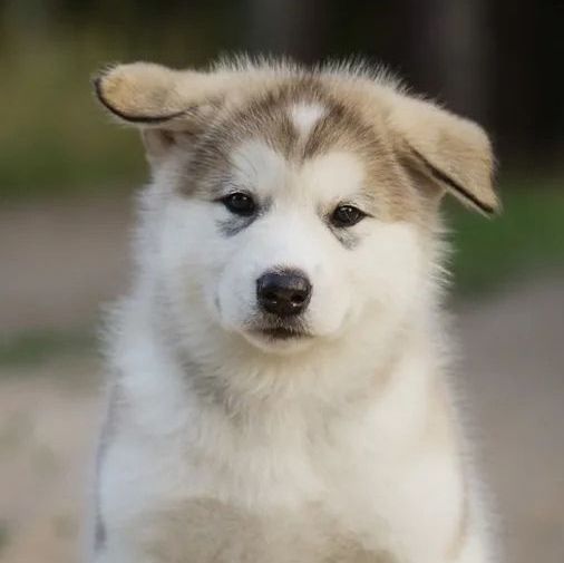 Alaskan Malamute puppies for sale
