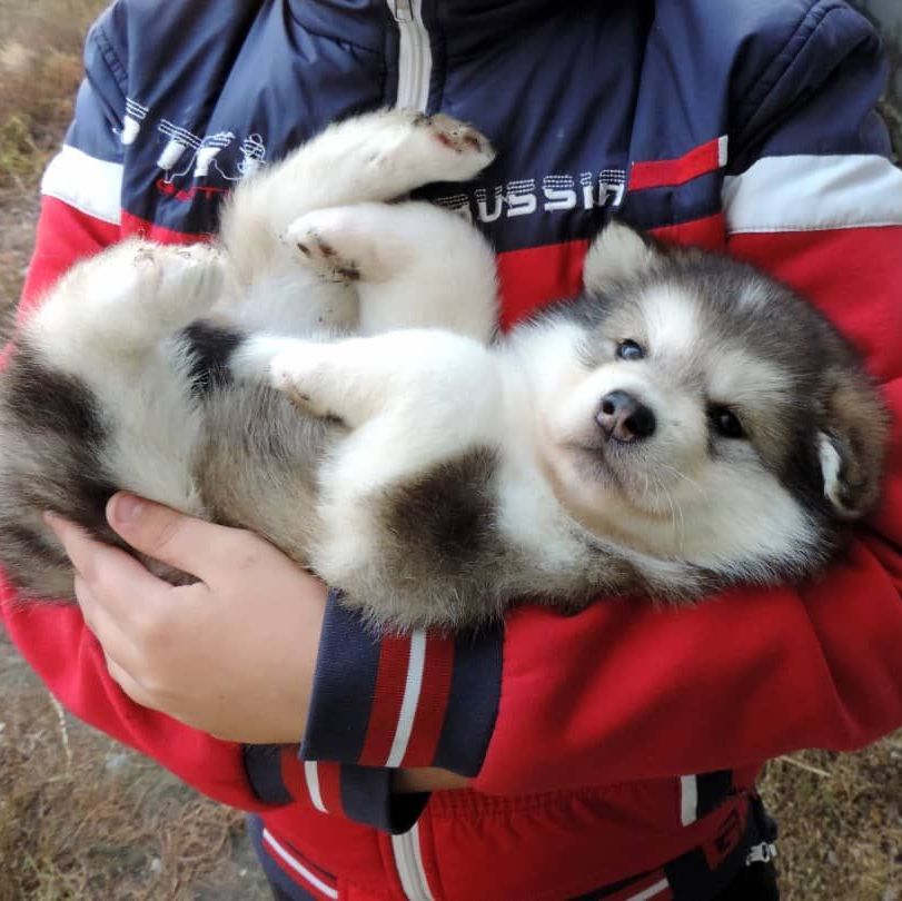 cachorro malamute de alaska