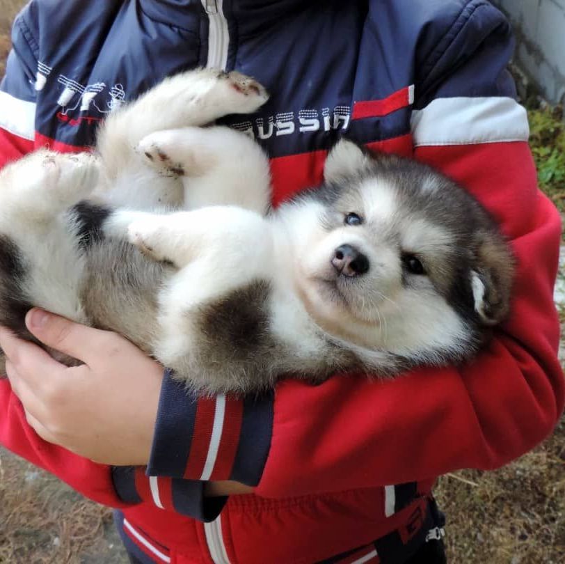 Alaskan Malamute puppies for sale