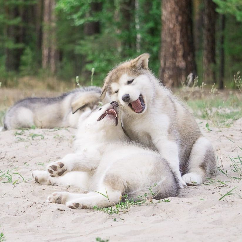 Alaskan Malamute puppies for sale