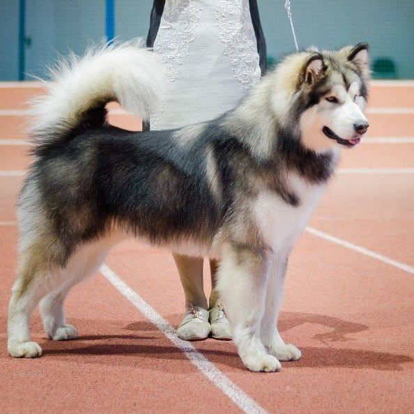 Fluffy Hugs Monson / gray & white Red Buniq del Biagio & Wild Alaskan Teyah Illa Kuvianartok