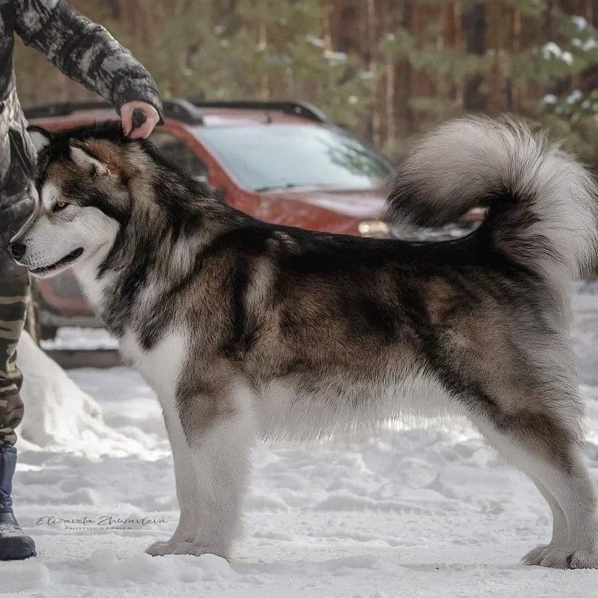 Sumerechnyy Volk Werewolf From Quileute
