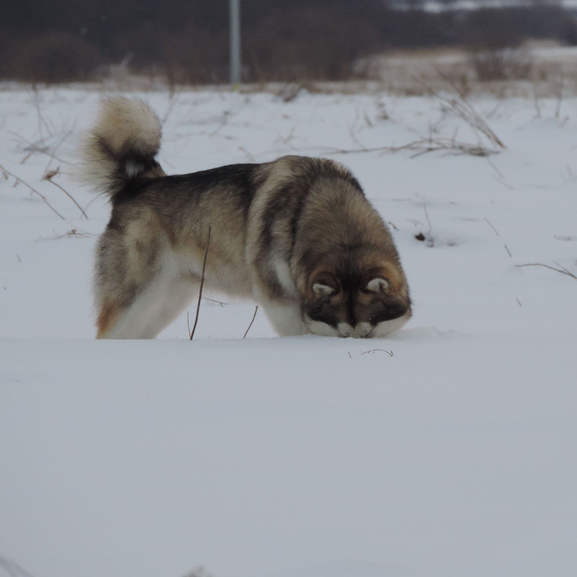 Foto Alaskan Malamute