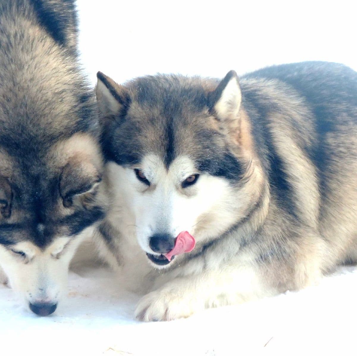 cachorro malamute de alaska