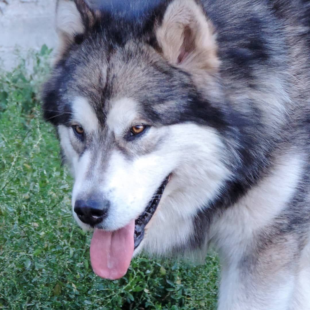 Malamute de Alaska