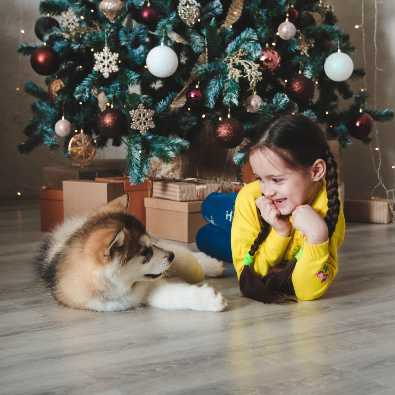 Alaskan Malamute puppies for sale