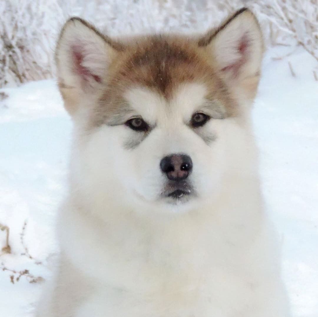 Fotowelpe Alaskan Malamute