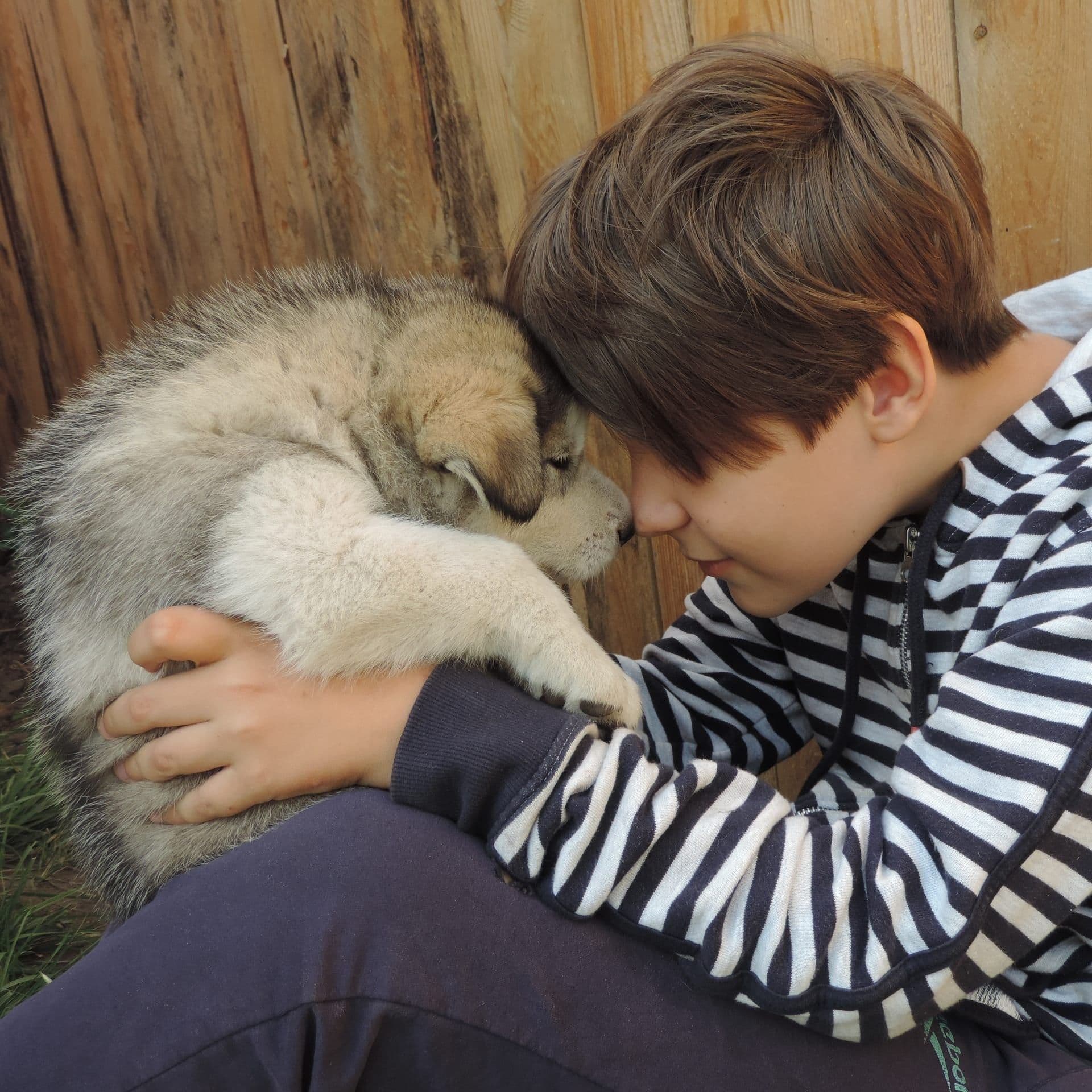 cachorro malamute de alaska