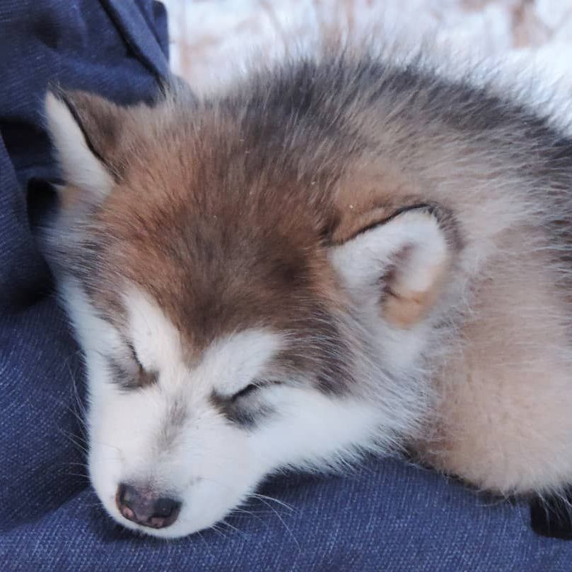 Alaskan Malamute puppies for sale