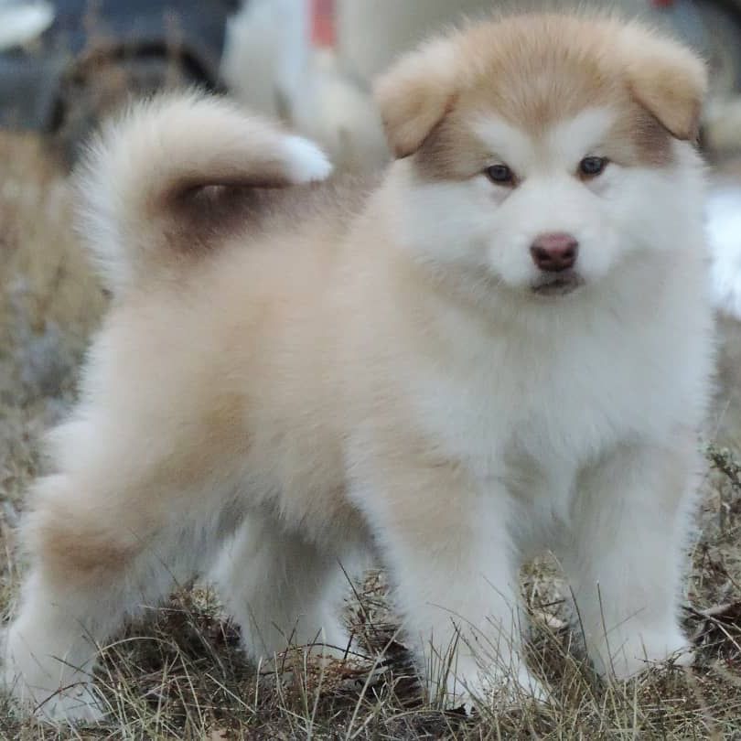 Alaskan Malamute puppies for sale
