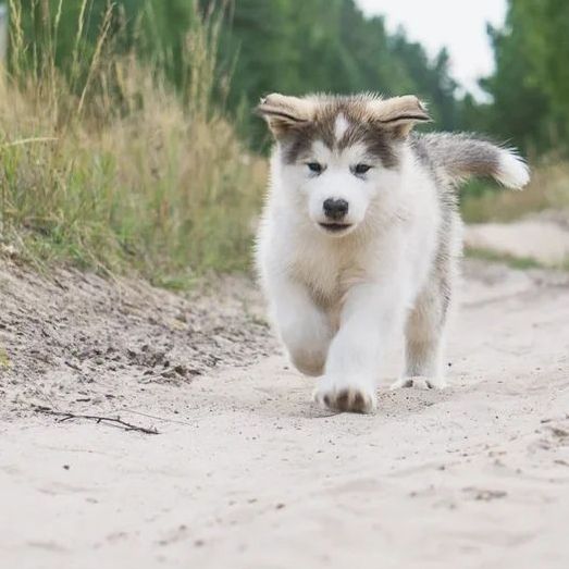 Alaskan Malamute puppies for sale