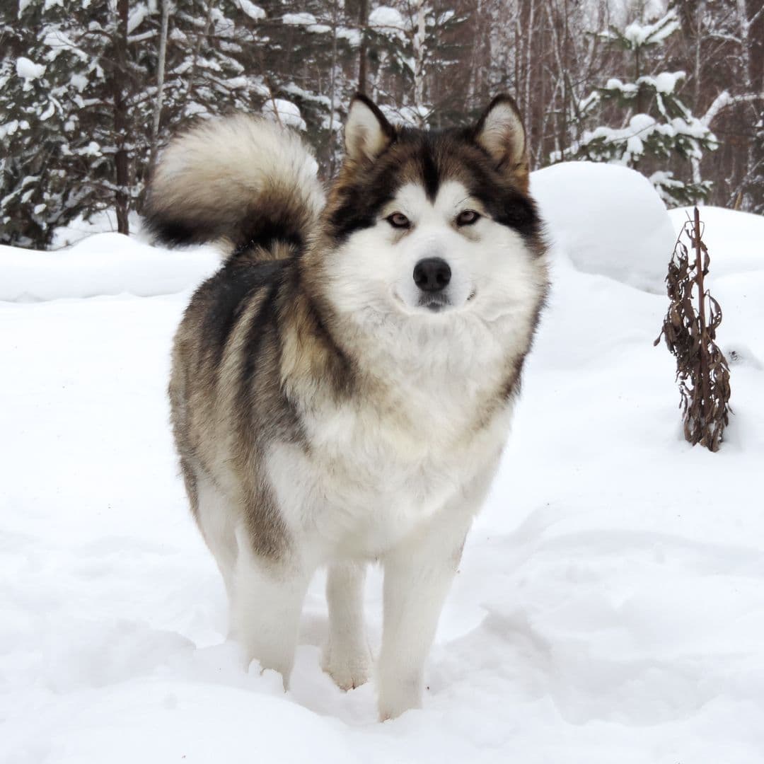 alaskan malamute to buy in the UK