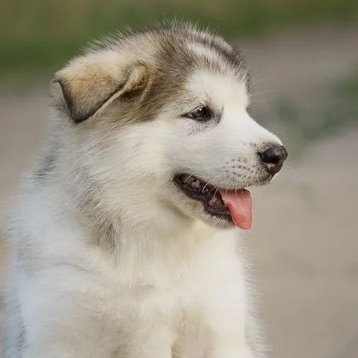 Alaskan Malamute puppies for sale