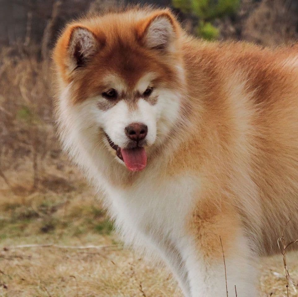 Alaskan Malamute puppies for sale