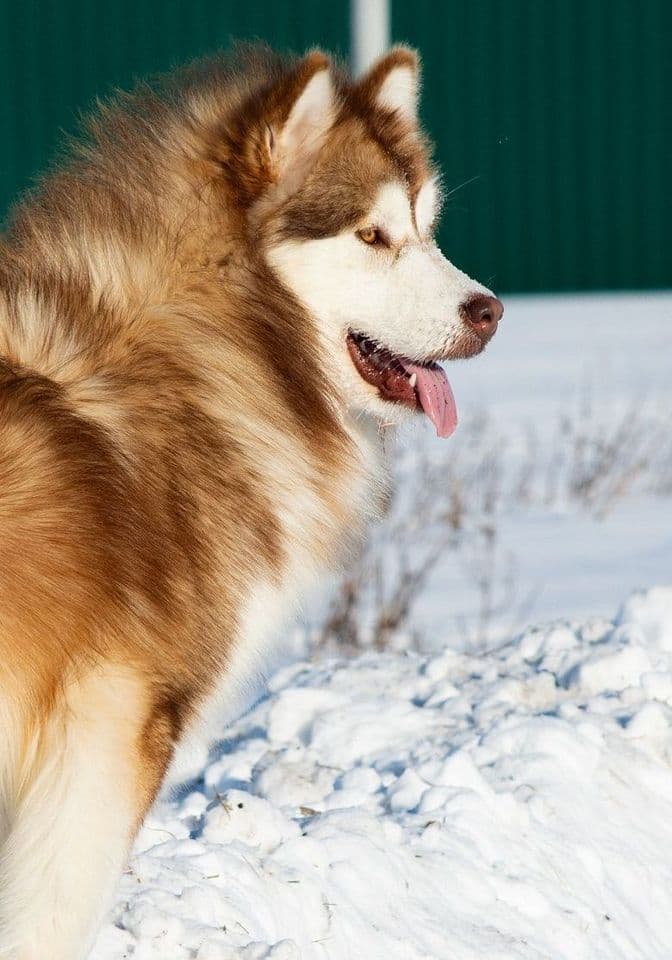 Рыжий маламут длинник