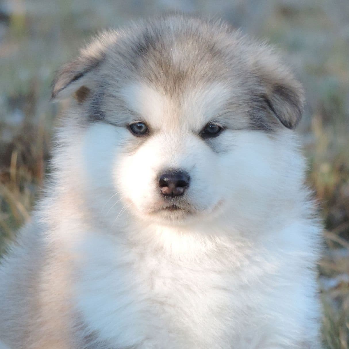 Alaskan Malamute puppies for sale