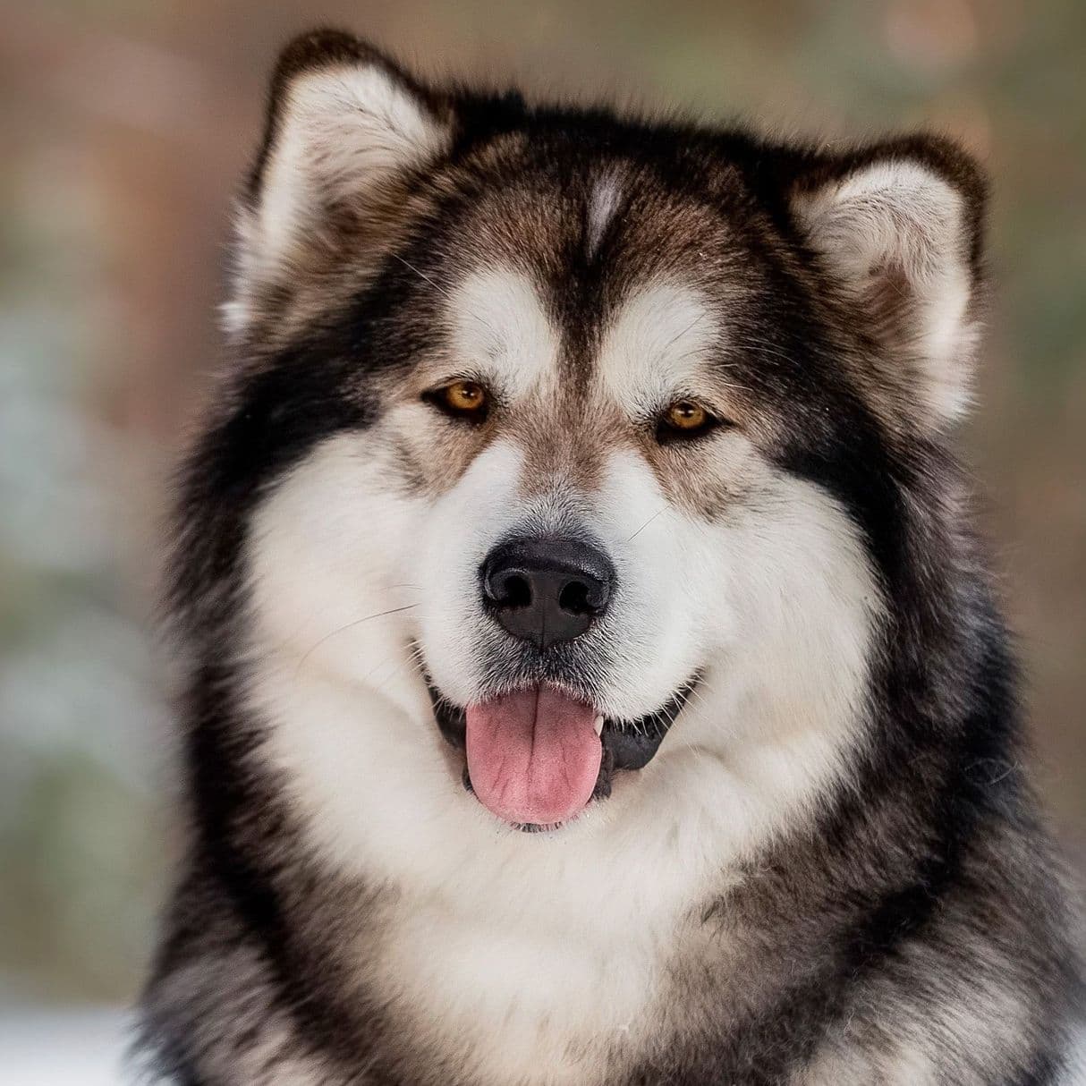 Sumerechnyy Volk Werewolf From Quileute